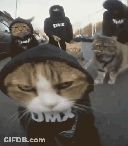 Group Of Cats Wearing DMX Hoodies Walking Down Street GIF