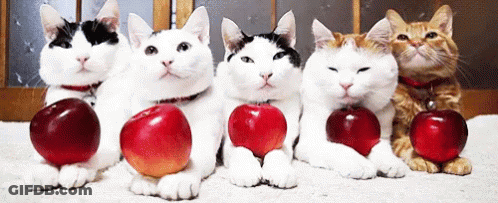 Group Of Cats With Apples On Paws GIF