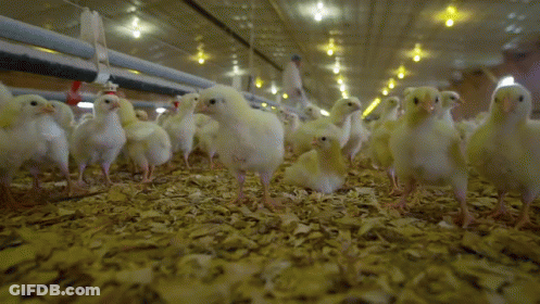 Group Of Chickens Standing In Barn GIF