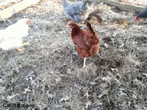 Group Of Chickens Standing On Hay Pile GIF