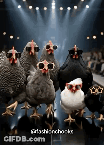 Group Of Chickens Wearing Sunglasses On Stage GIF