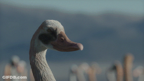 Group Of Dinosaurs Walking Through Desert GIF