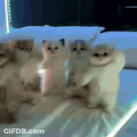 Group Of Dogs Playing With Blue Ball GIF