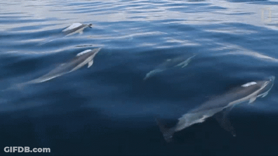Group Of Dolphin Swimming GIF