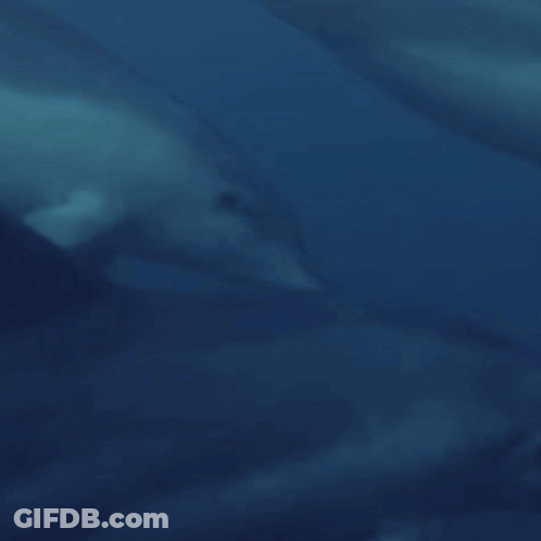 Group Of Dolphins Swimming In Ocean GIF