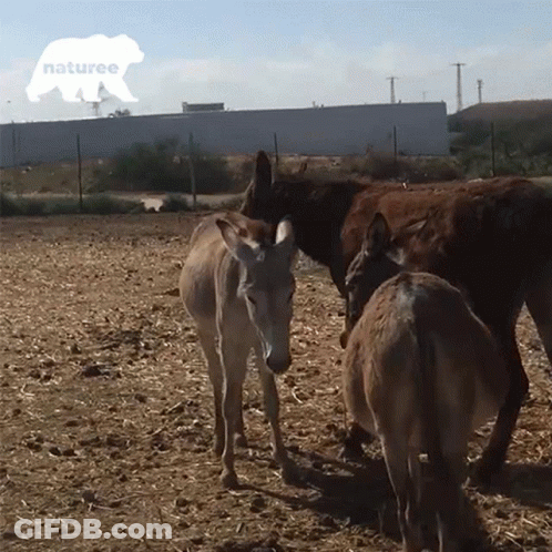 Group Of Donkeys In Field GIF