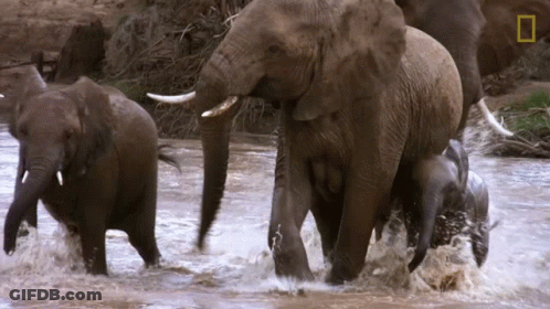 Group Of Elephants Walking Through River With National Geographic Logo GIF