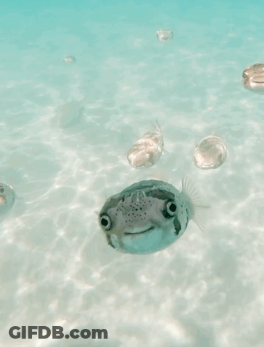 Group Of Fish Saying Yeah Join Us Join Us GIF