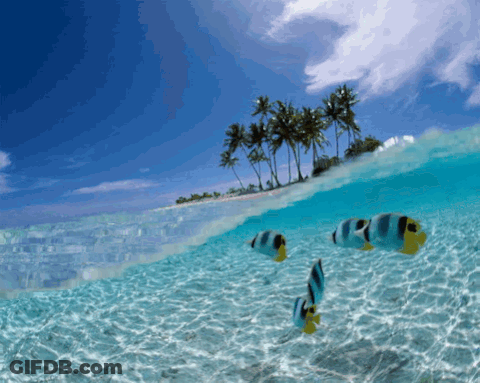 Group Of Fish Swimming Near Small Island GIF