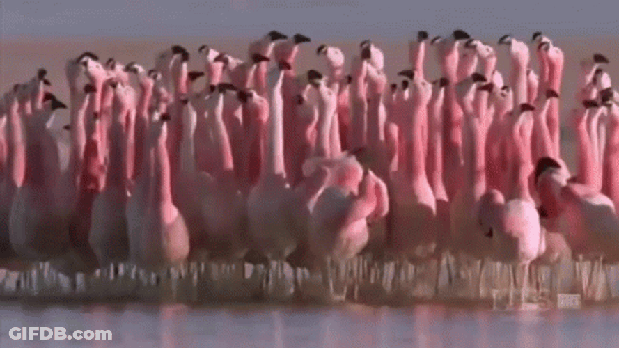 Group Of Flamingo GIF