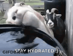 Group Of Goats Next To Water Bucket GIF