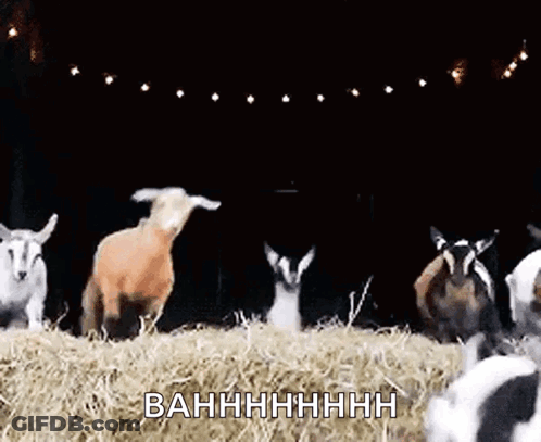 Group Of Goats On Hay Pile GIF