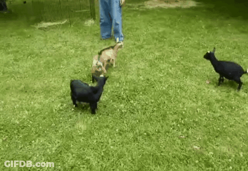 Group Of Goats Playing In Grass With Man Behind GIF