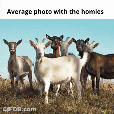 Group Of Goats Saying Average Photo With The Homies GIF