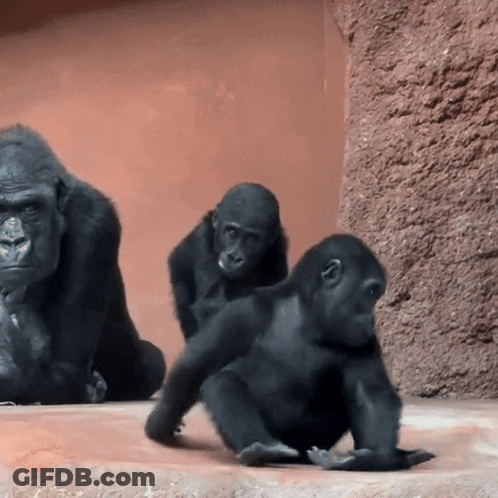 Group Of Gorillas Playing GIF