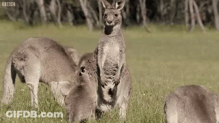 Group Of Kangaroos Standing In Grass GIF