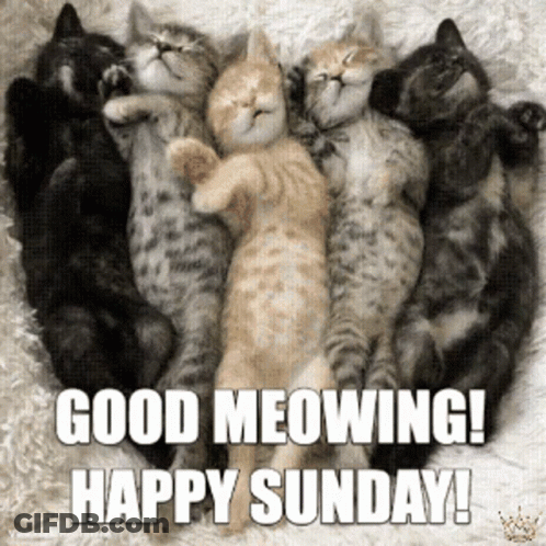 Group Of Kittens Laying On Each Other Good Meowing Happy Sunday GIF