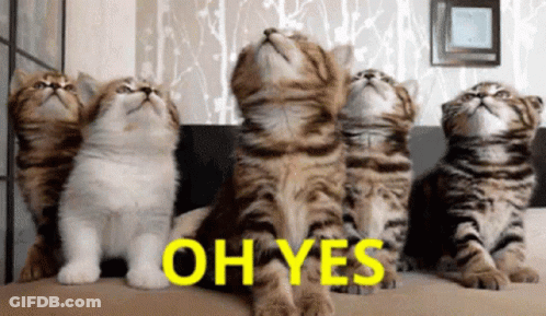 Group Of Kittens Looking Up Saying Oh Yes GIF