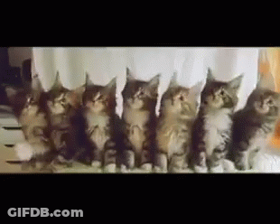 Group Of Kittens Sitting In A Row Looking Up GIF
