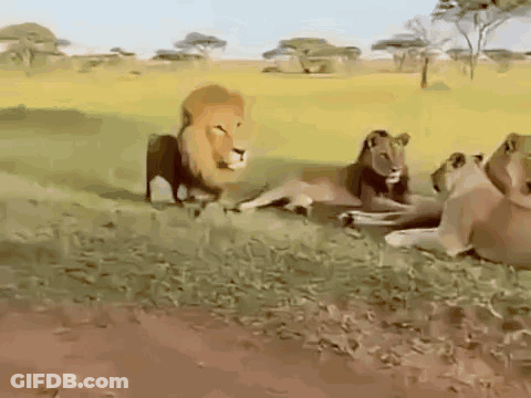 Group Of Lions In The Wild GIF