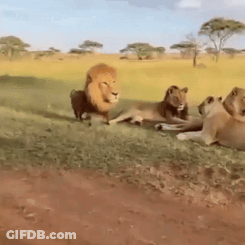 Group Of Lions Laying In Field GIF