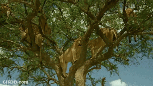 Group Of Lions Sitting On Tree Branch GIF