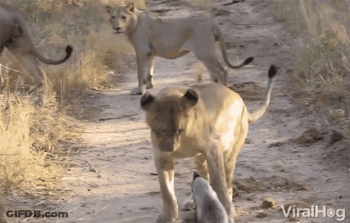Group Of Lions Walking Down Dirt Road Looking At Small Animal GIF