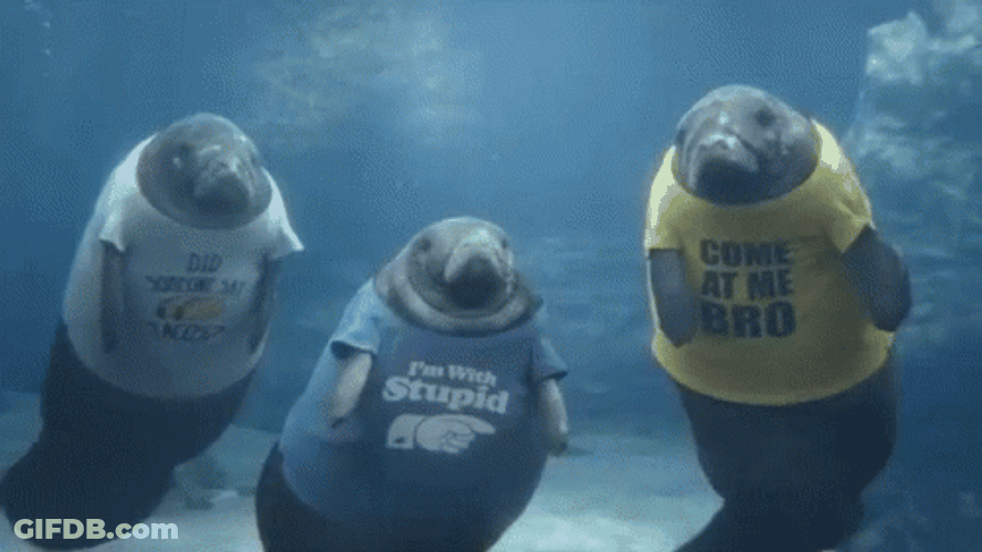Group Of Manatee Wearing Shirts GIF