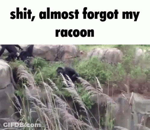 Group Of Monkeys With Raccoon Caption GIF
