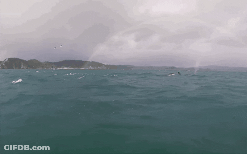 Group Of Orca Diving On The Sea GIF