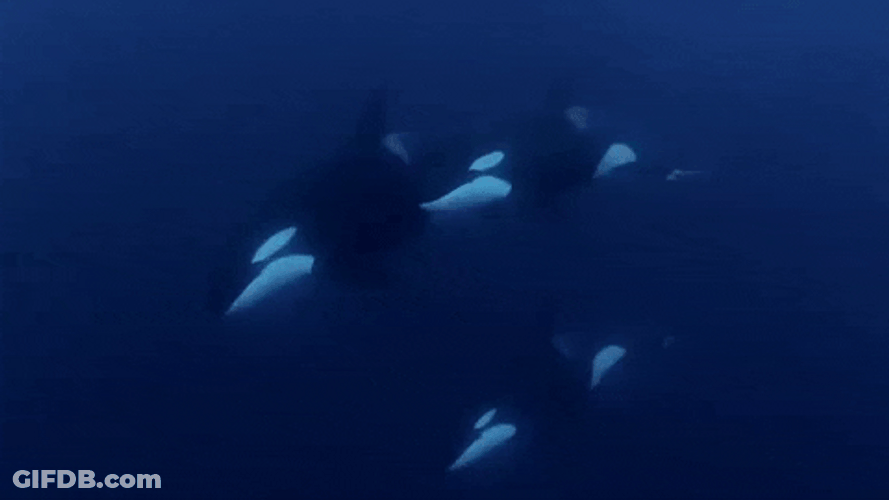 Group Of Orca Under The Sea GIF