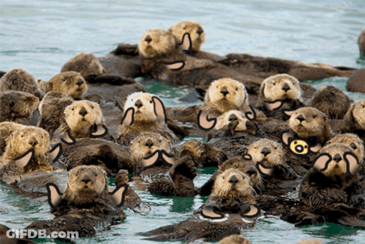 Group Of Otter In Pond GIF