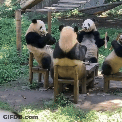 Group Of Panda Bears Eating Bamboo GIF