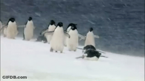 Group Of Penguins On Snow Covered Ice Floe GIF