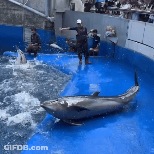 Group Of People Watching Dolphin In Pool GIF