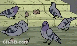 Group Of Pigeons On Steps GIF