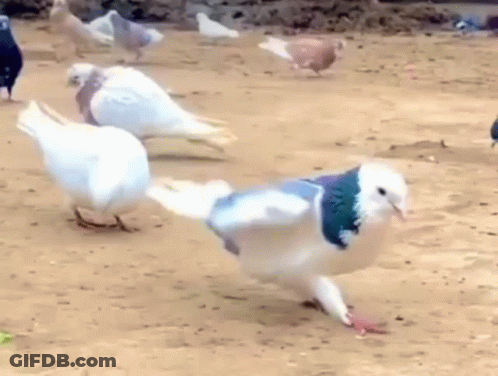 Group Of Pigeons Walking On Ground GIF