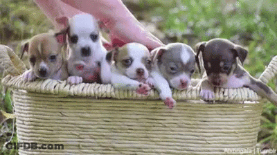 Group Of Puppies In Wicker Basket GIF