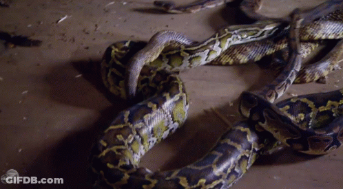 Group Of Snakes Laying On Ground With BBC Logo GIF