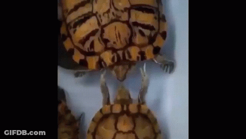 Group Of Turtles Sitting Together GIF
