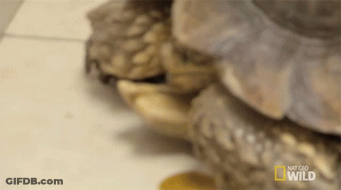 Group Of Turtles Stacked GIF