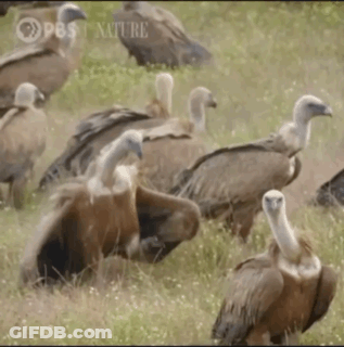 Group Of Vultures In Field With RBS GIF