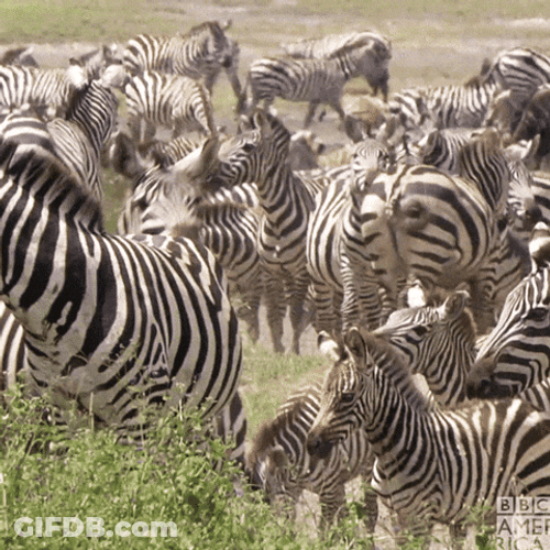 Group Of Zebra GIF