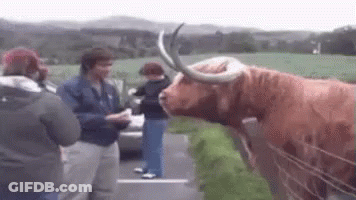Group Standing Around Brown Cow With Long Horns GIF