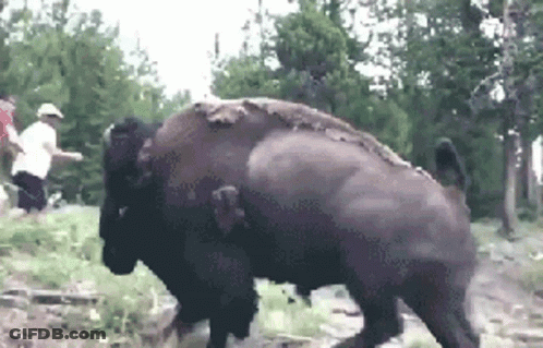 Group Standing Next To Large Bison GIF