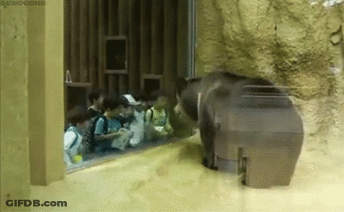 Group Watching Bear In Zoo GIF