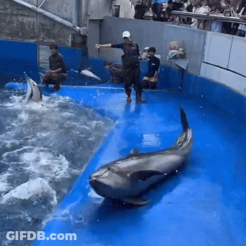 Group Watching Dolphin Show GIF