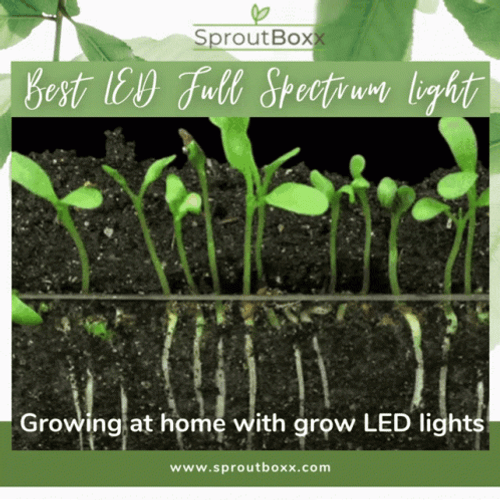 Growing At Home With Grow Led Lights GIF