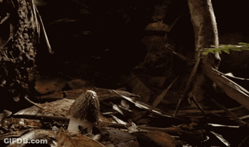 Growing Bamboo Mushroom GIF