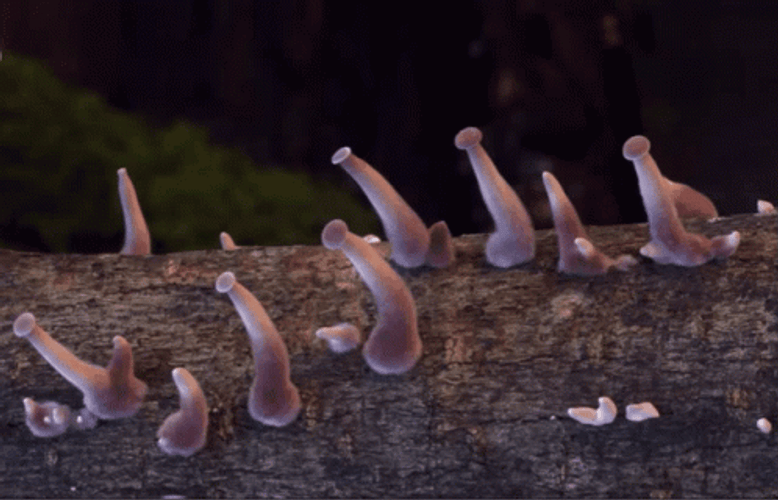 Growing Fungi Mushrooms GIF